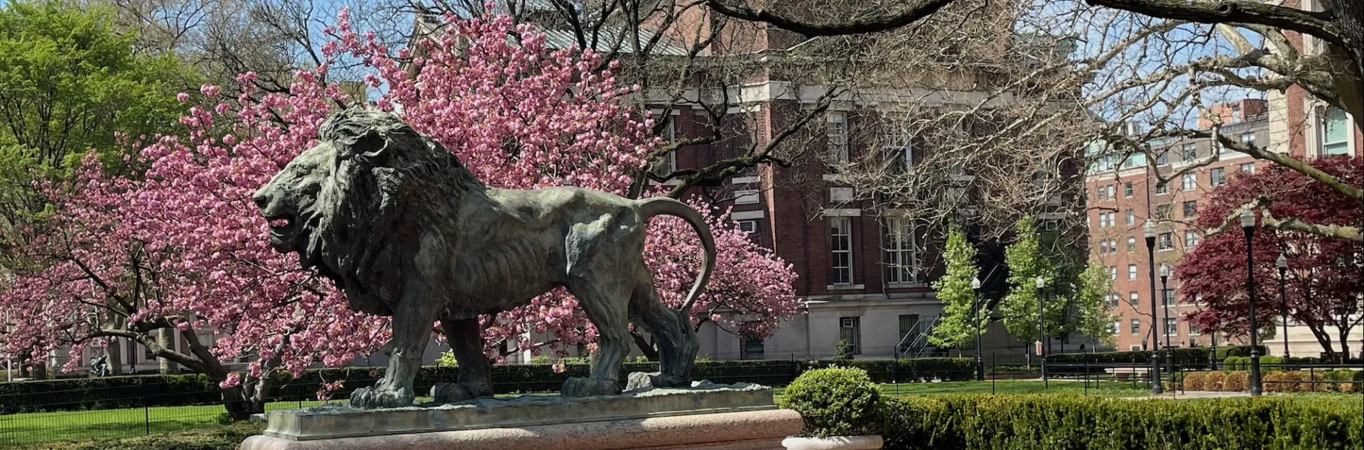 image of lion statue in front of cherry blossom trees